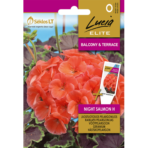 Pelargonium NIGHT SALMON