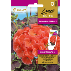 Pelargonium NIGHT SALMON