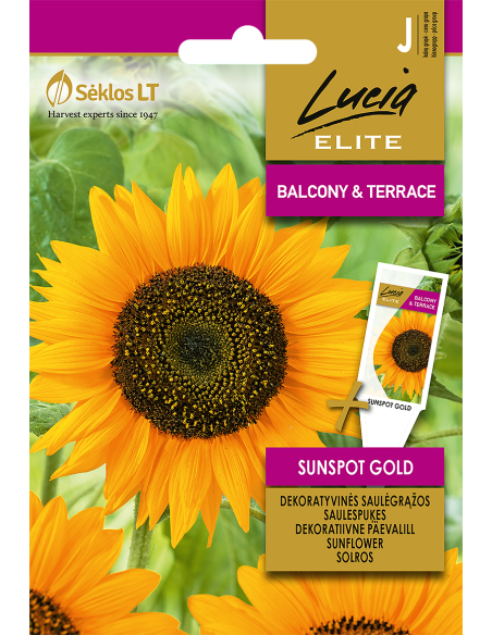 Solsikke SUNSPOT GOLD