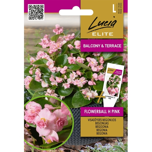 Begonia FLOWERBALL H PINK