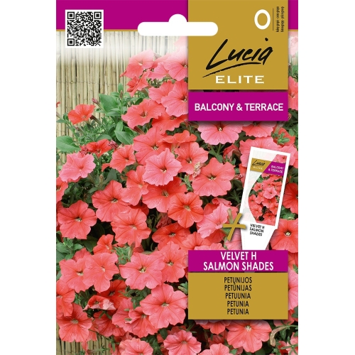Petunia VELVET H SALMON SHADES