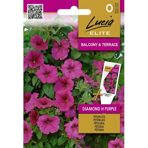 Petunia DIAMOND H PURPLE