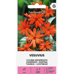 Stjernetjæreblomst VESUVIUS