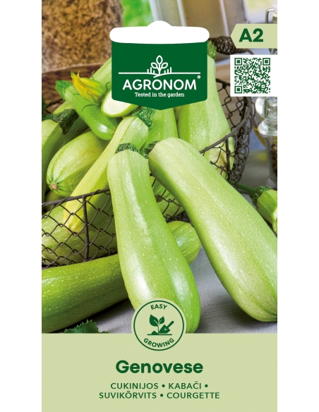 Squash GENOVESE