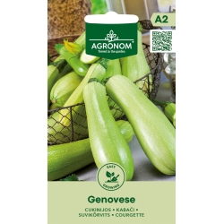 Squash GENOVESE