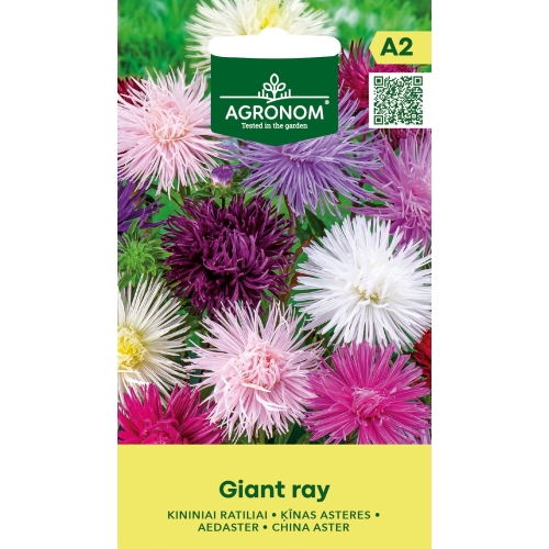 Aster GIANT RAY MIX