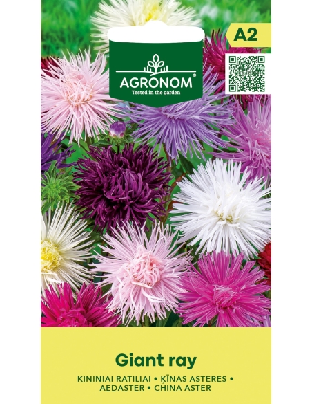 Aster GIANT RAY MIX