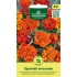 Fløyelsblomst SPANISH BROCADE