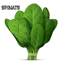 Spinatfrø
