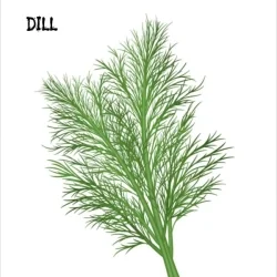 Dillfrø