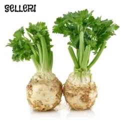 Sellerifrø