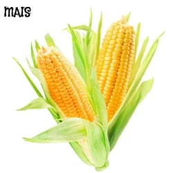 Maisfrø