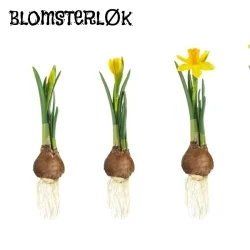 Blomsterløk