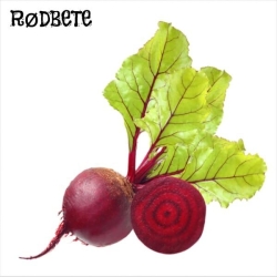 Rødbete frø