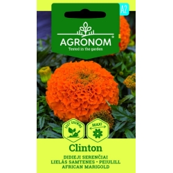Fløyelsblomst frø