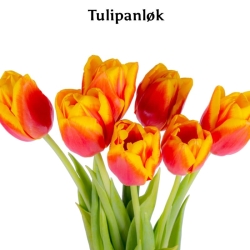 Tulipanløk
