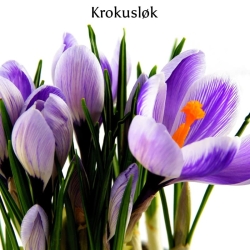 Krokus blomsterløk
