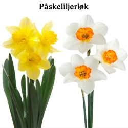 Påskeliljer / Narsisser blomsterløk