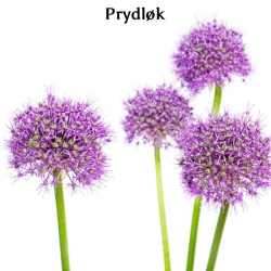 Prydløk /  Allium blomsterløk