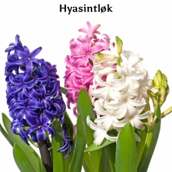 Hyasint blomsterløk