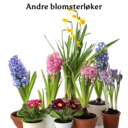 Andre blomsterløker