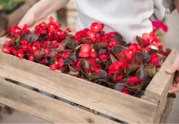 Hvordan plante begonia knoller?