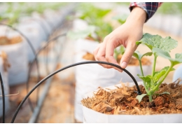 Automatisk vanning i drivhus – slik velger du riktig vanningssystem