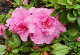 Beskjæring av rhododendron