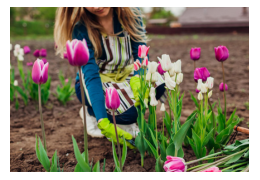 Tulipanløk – når og hvordan du planter for en fargerik vår
