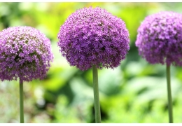 Hvilke blomsterløk kommer igjen år etter år?