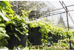 Skygge i drivhus – slik beskytter du plantene mot sterk sol
