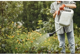 Hvordan vanne blomster riktig – slik unngår du både tørke og overvanning