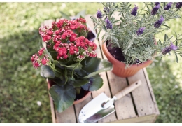 Slik får du blomster i potter til å vare hele sommeren