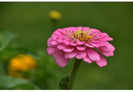 Når skal man så Sinnia?